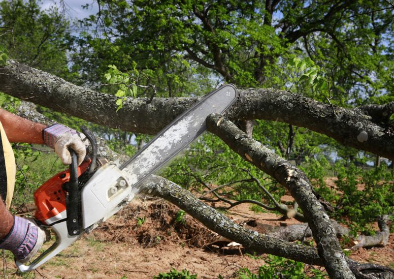 Birch Tree Removal in Pottstown, PA