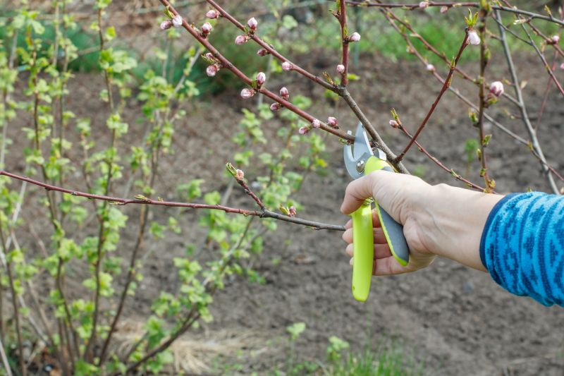 Bradford Pear Tree Pruning in Aiken, SC