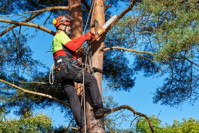 Commercial Tree Trimming in Montgomery County, PA