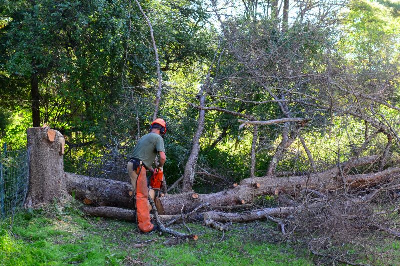 Large Tree Being Cut Down