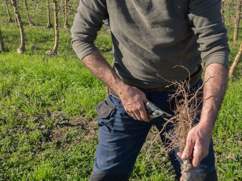 Orchard Pruning