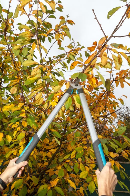 Orchard Pruning