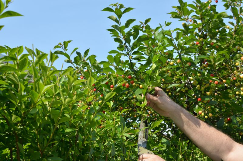 Healthy Orchard Trees