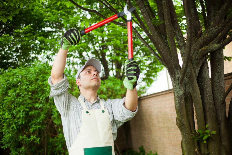 River Birch Trimming in Doylestown, PA