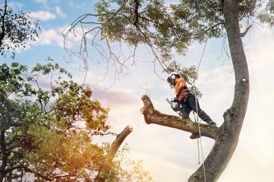 Professional Tree Trimming Crew