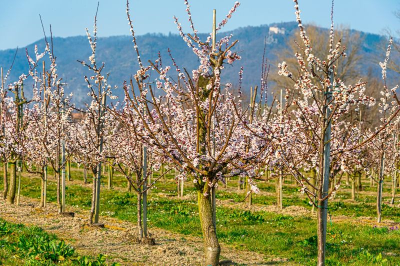 Orchard Pruning