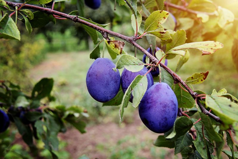 Enhance Tree Structure and Longevity
