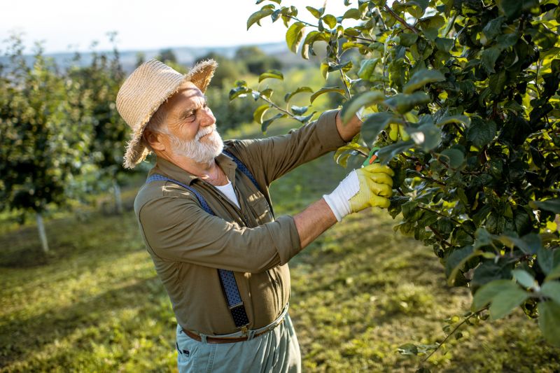 Orchard Pruning
