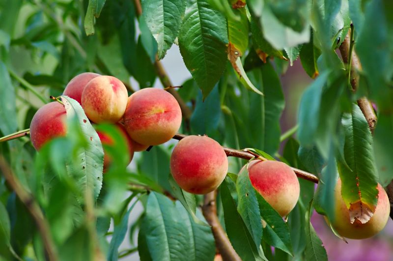 Prevent Disease and Pest Infestations
