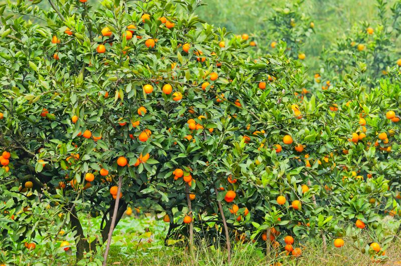 Increase Fruit Yield